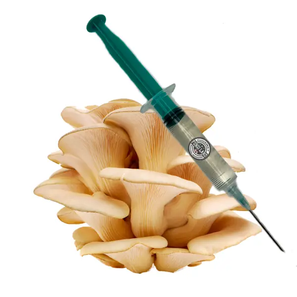 Hlíva ústřičná (Pleurotus Ostreatus)