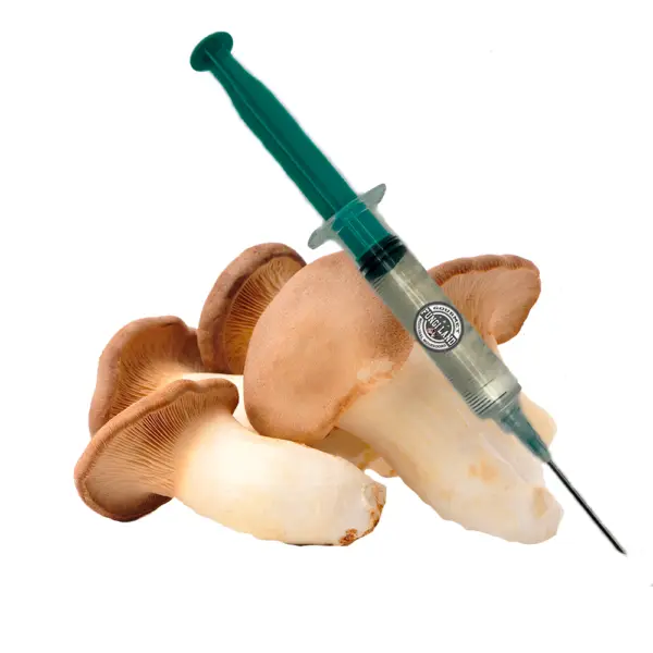 Hlíva máčková (Pleurotus Eryngii)